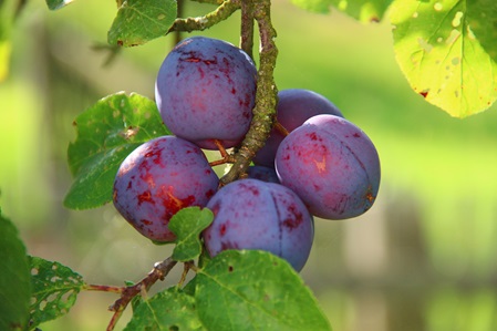 pflaumen